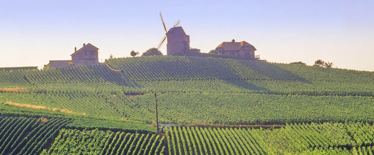 Vignoble de Champagne - Visit Champagne